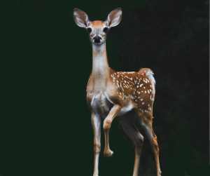surprised fawn with eyes and ears fully directed toward the viewer: a deer in the headlights